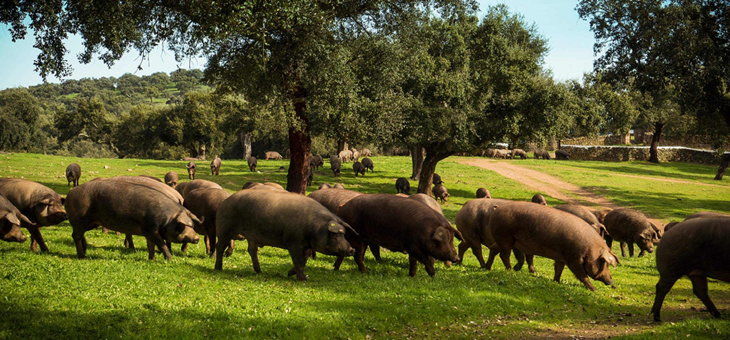 5 Kg Paleta Iberica de Cebo, Pata Negra, 100% Natural de BADAJOZ, Curación de 24-28 meses - Jamón Ibérico de cebo| INSIGNIA IBERICA - Imagen 6